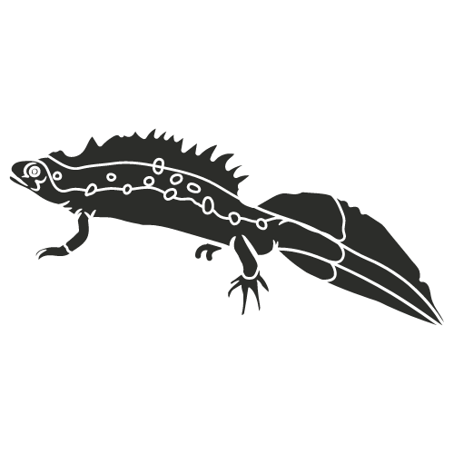 Hong Kong Warty Newt