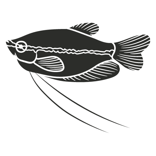 Giant Gourami