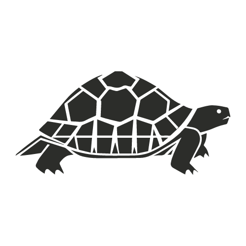 Egyptian Tortoise