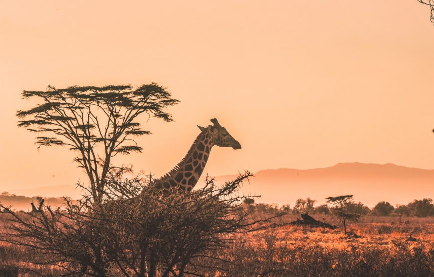 Safari Dreams Come True: Classic Kenya Tour Packages by GT Holidays gallery