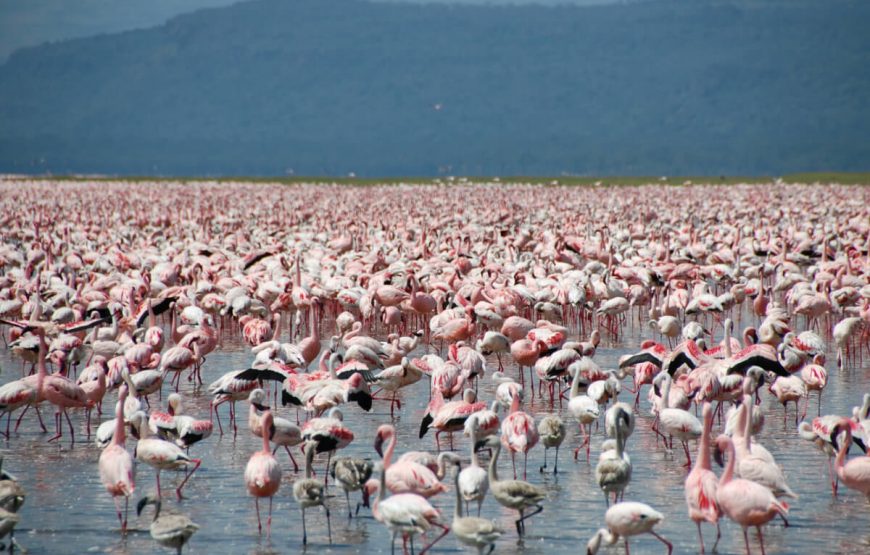 Mid Luxury Kenyan Safari: From Masai Mara to Lake Nakuru gallery