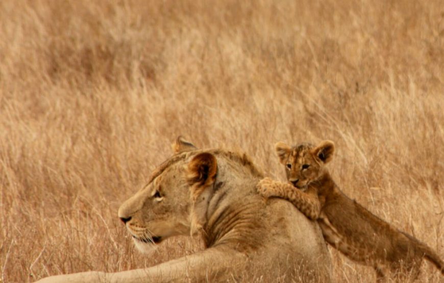 Mid Luxury Kenyan Safari: From Masai Mara to Lake Nakuru gallery