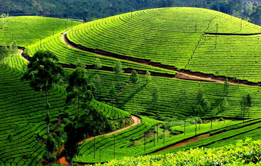 Fun-Filled Munnar Thekkady Tour