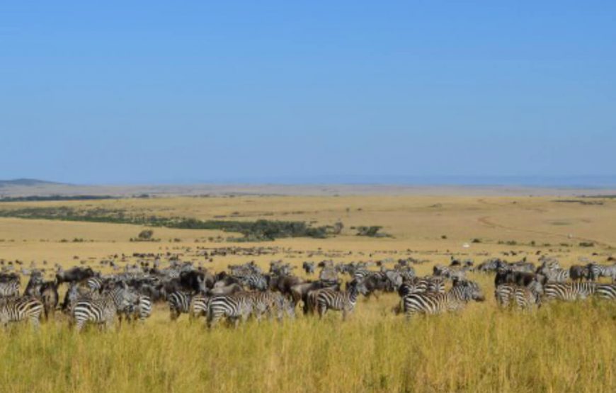 Safari Adventure in Kenya: Exploring Nairobi, Masai Mara, and Beyond gallery