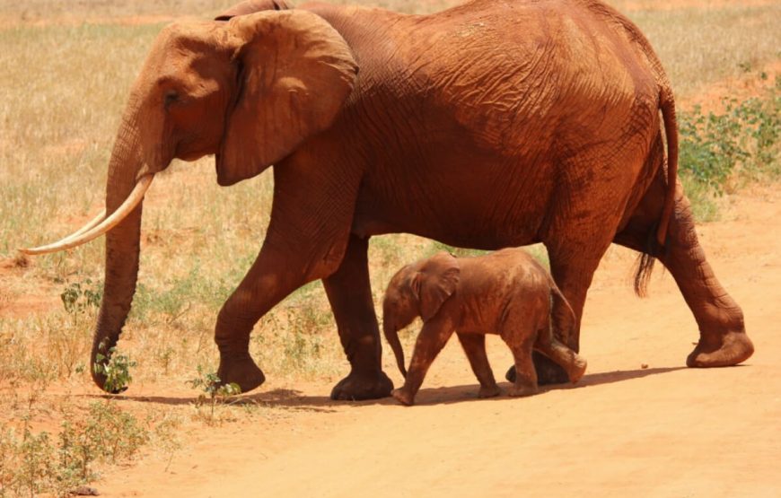 Safari Adventure in Tanzania: A 7-Day Journey from Arusha to Tarangire gallery