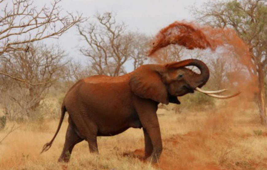 Safari Adventure in Tanzania: A 7-Day Journey from Arusha to Tarangire gallery