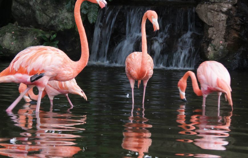 Singapore Family Fun