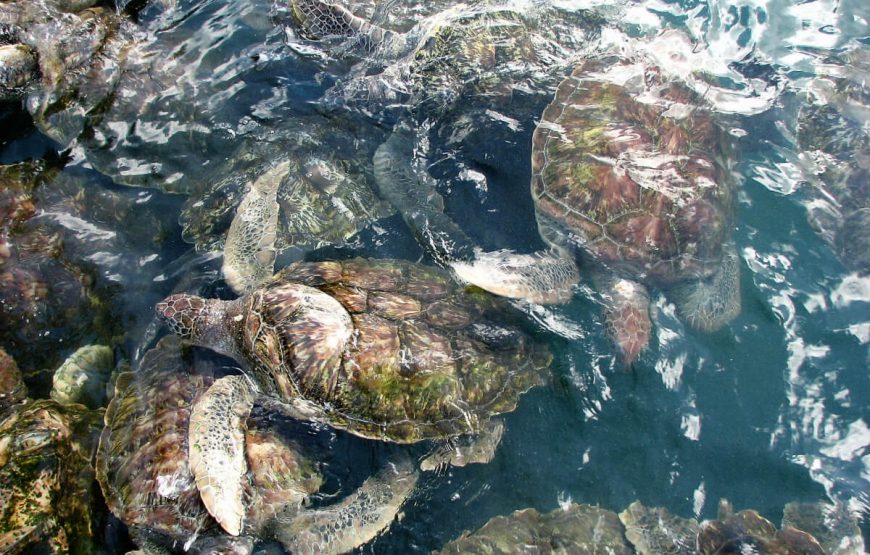 Exotic Sri Lanka 3 Nights/ 4 Days Package gallery